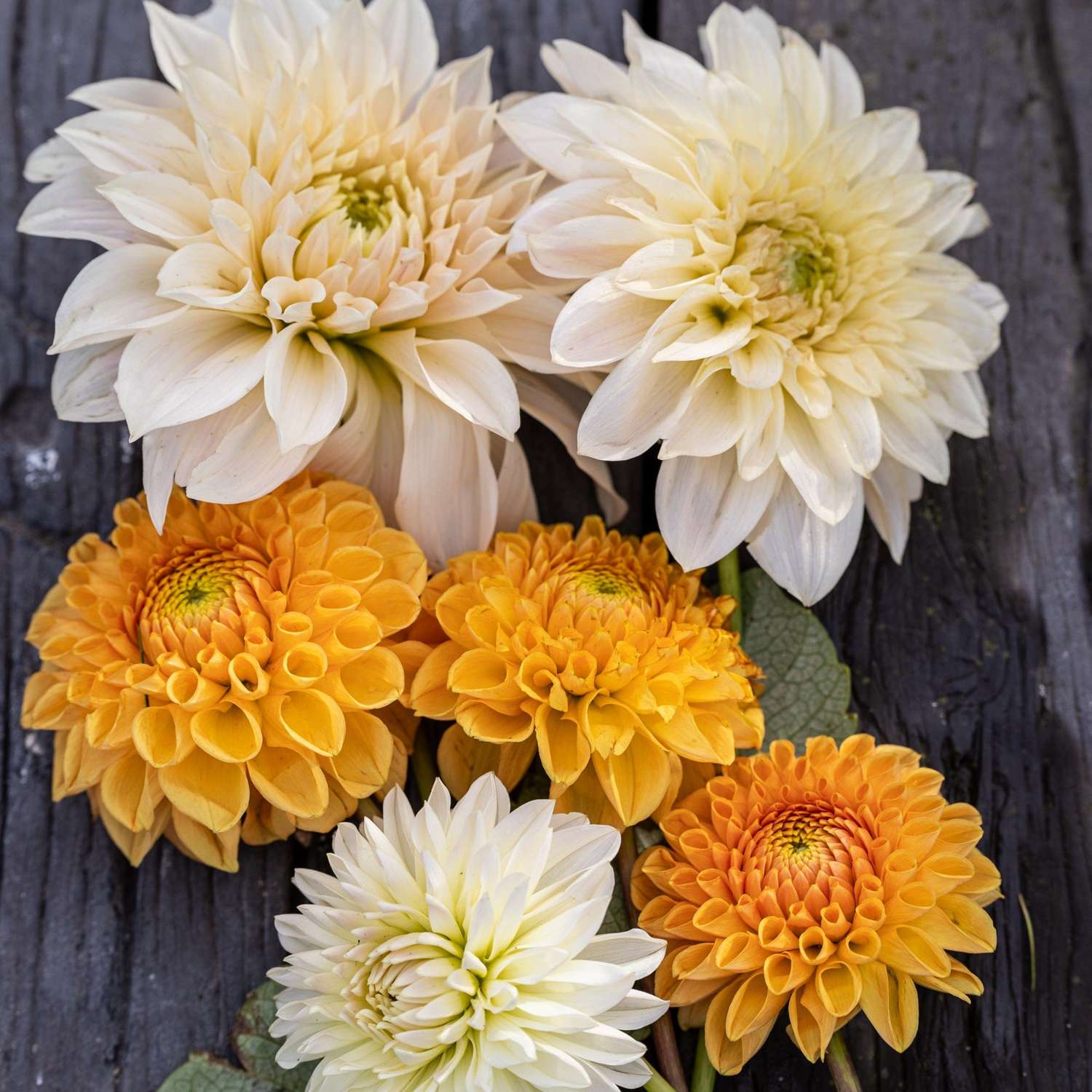 Dahliamix 'Sunset Serenity'